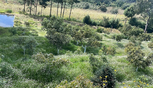Bungalow. Come and enjoy a family outing surrounded by nature