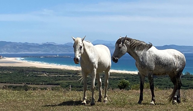 Tarifa Cabin with Panoramic Sea Views in Tarifa