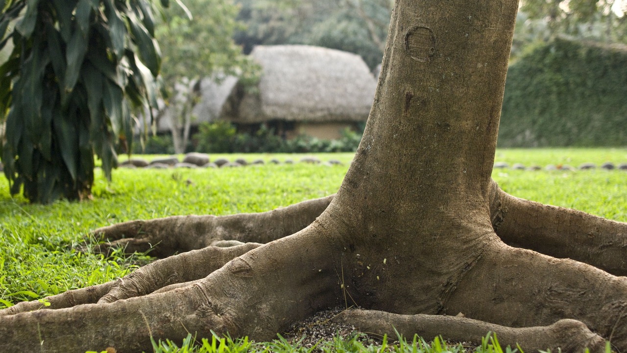Photo of Outdoor in Jalcomulco