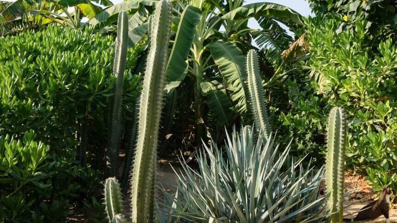 Photo of Outdoor in Santa Maria Tonameca