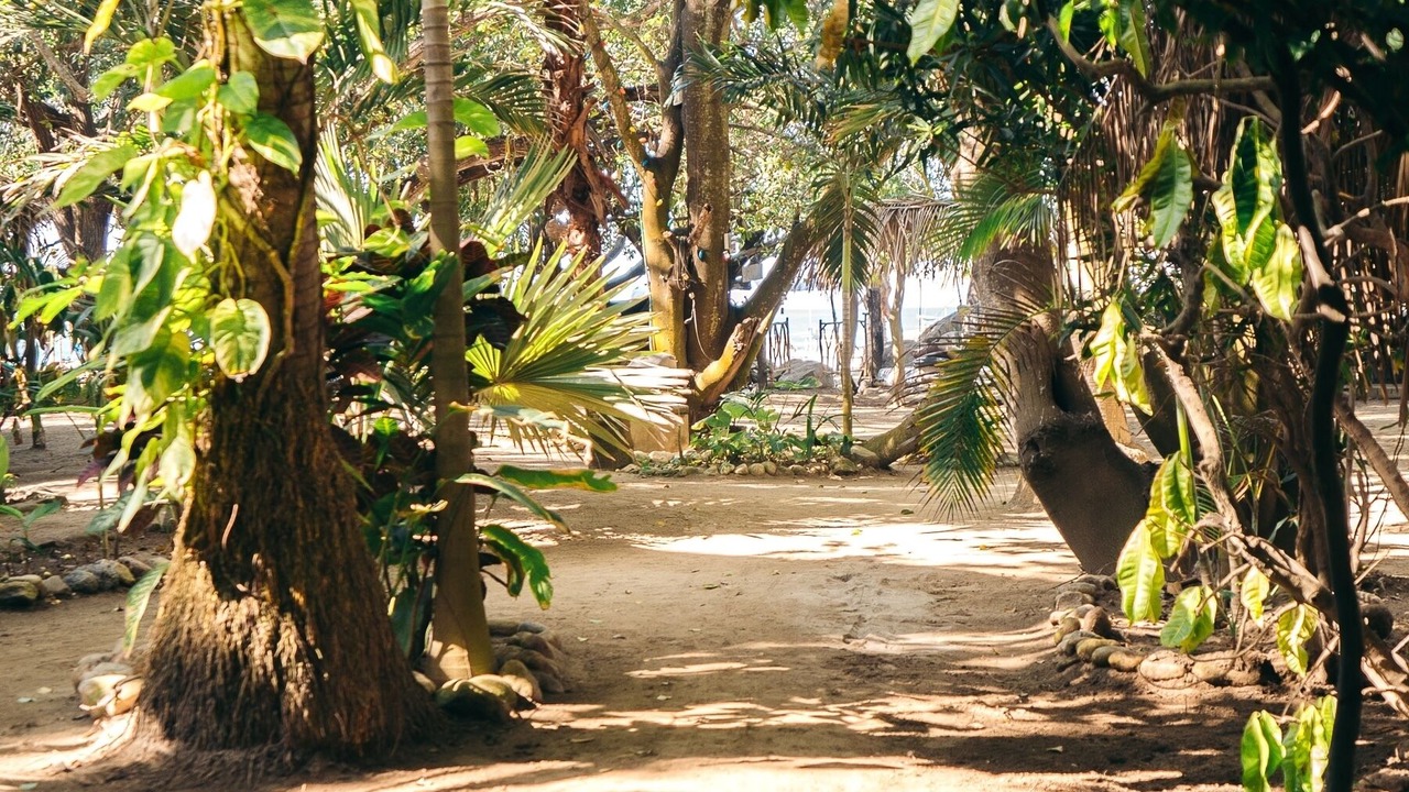 Photo of Others in Sayulita