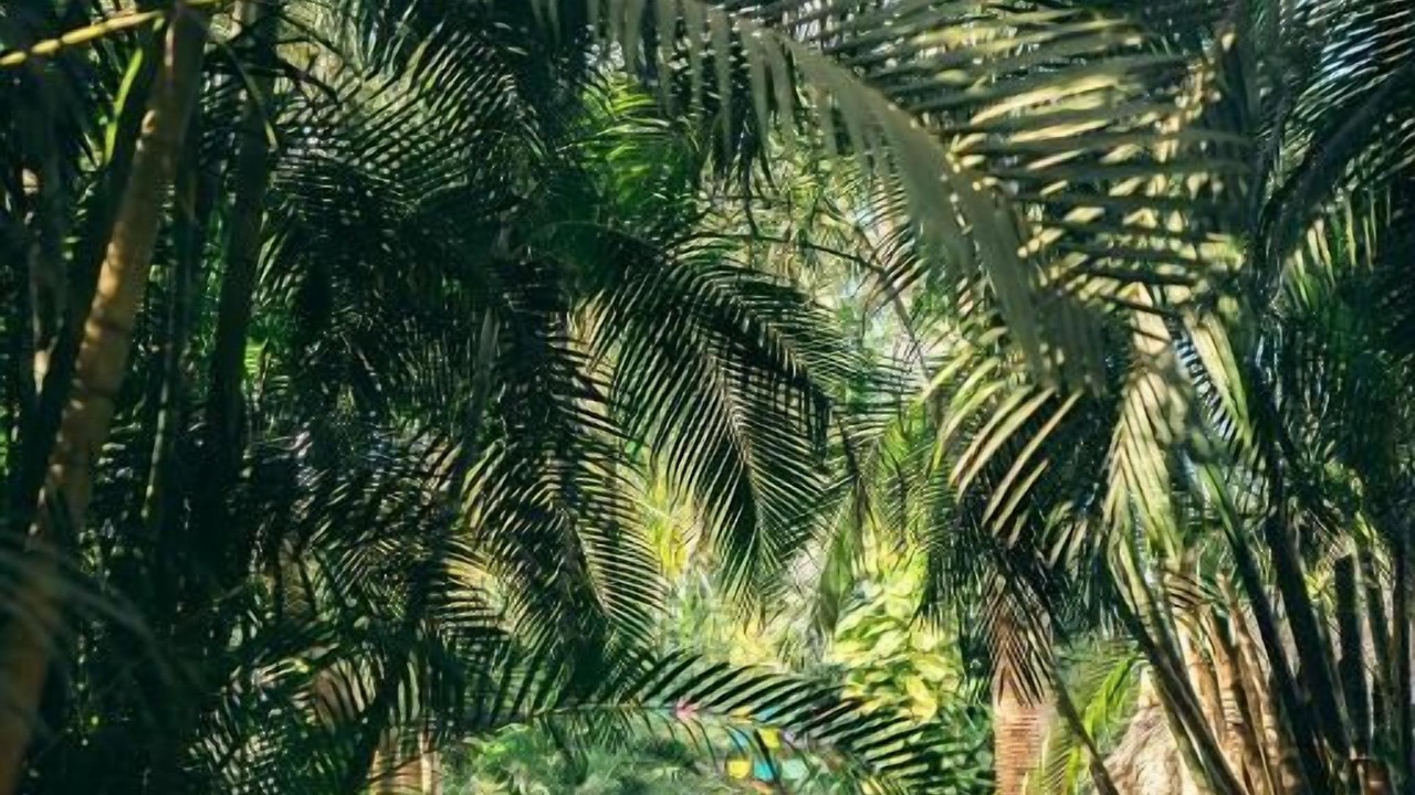 Photo of Others in Sayulita