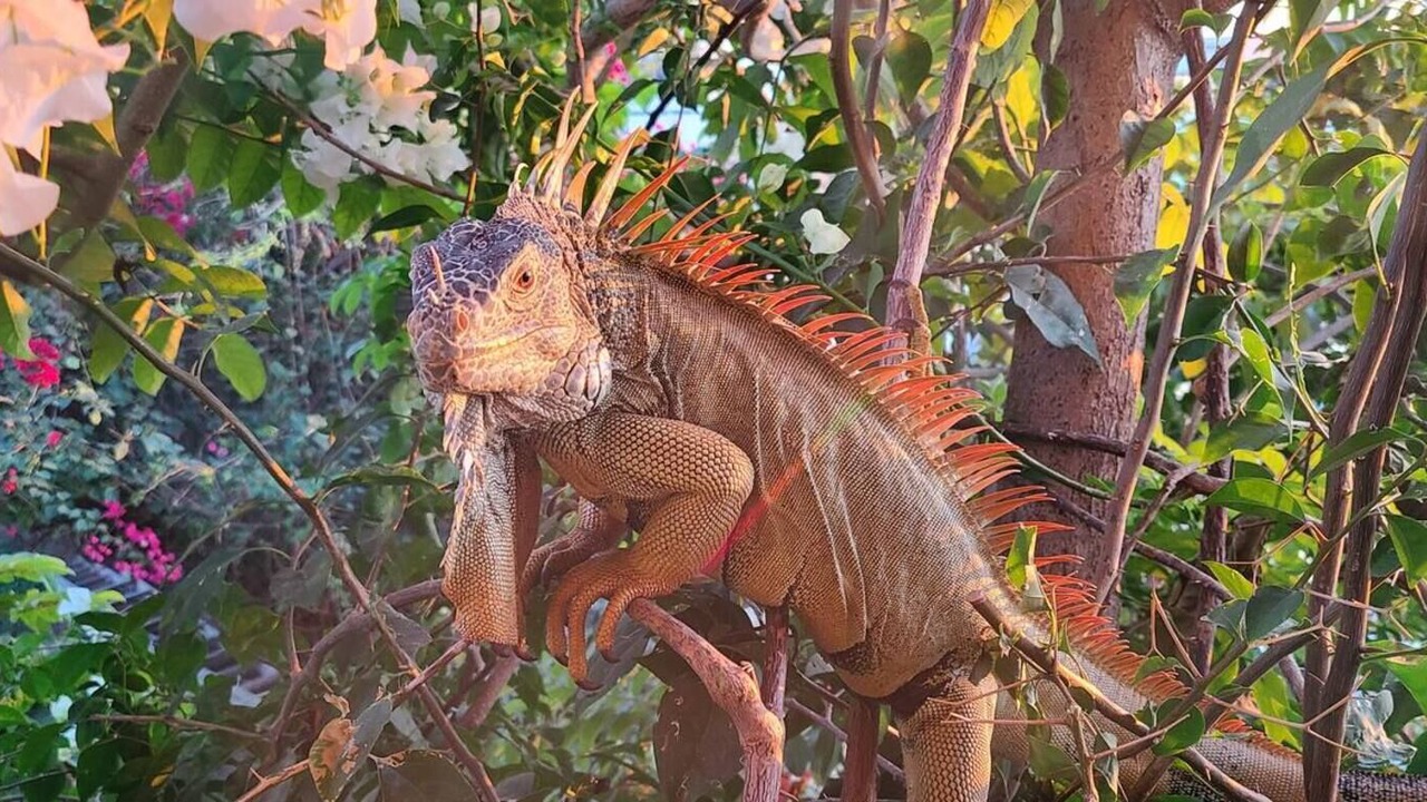 Photo of Others in Bucerias