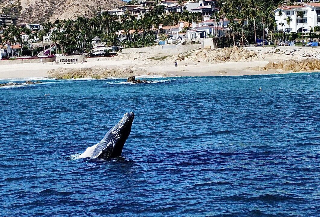 Photo of Others in Palmilla