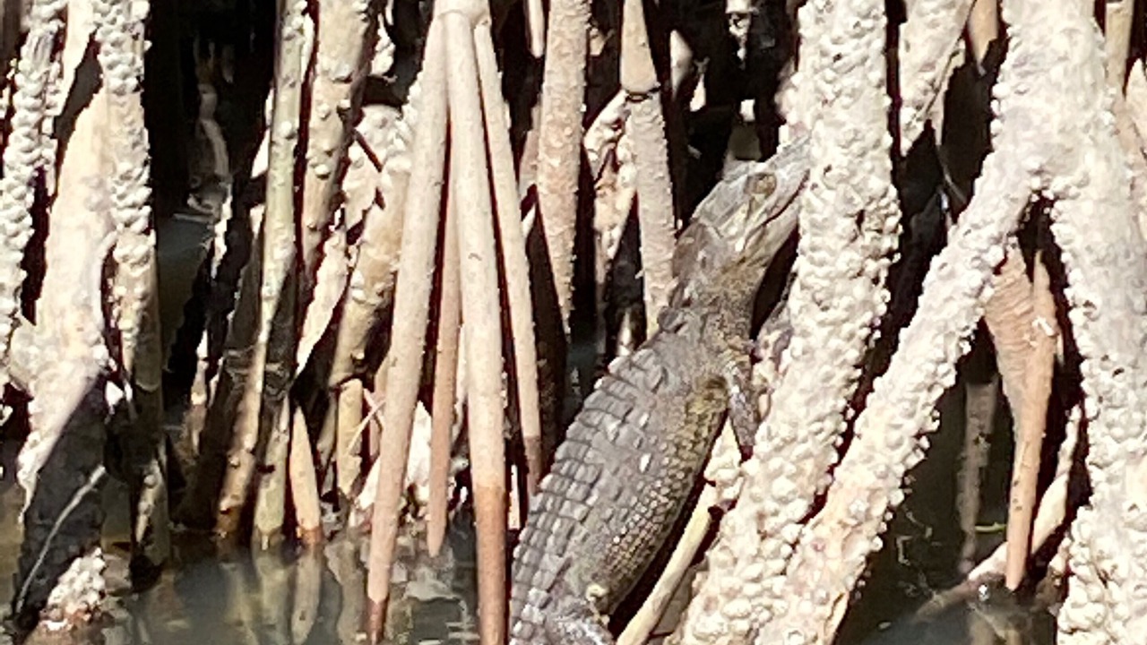 Photo of Others in Marina Vallarta