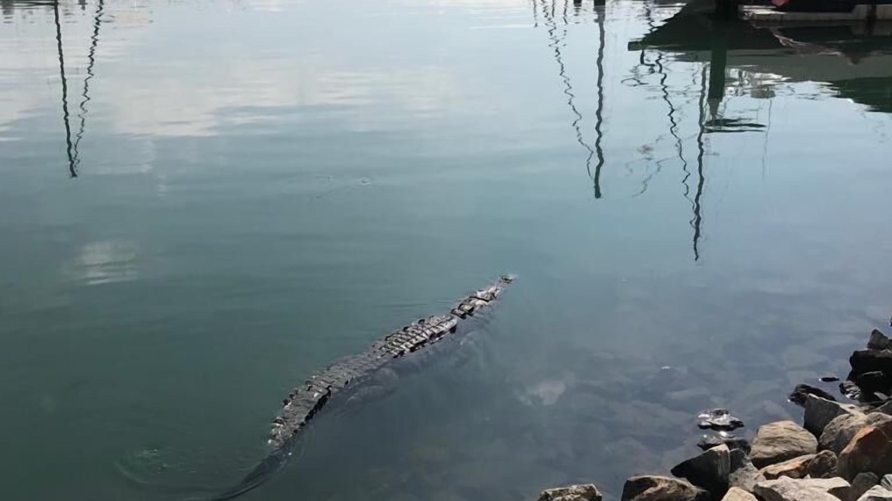 Photo of Others in Marina Vallarta