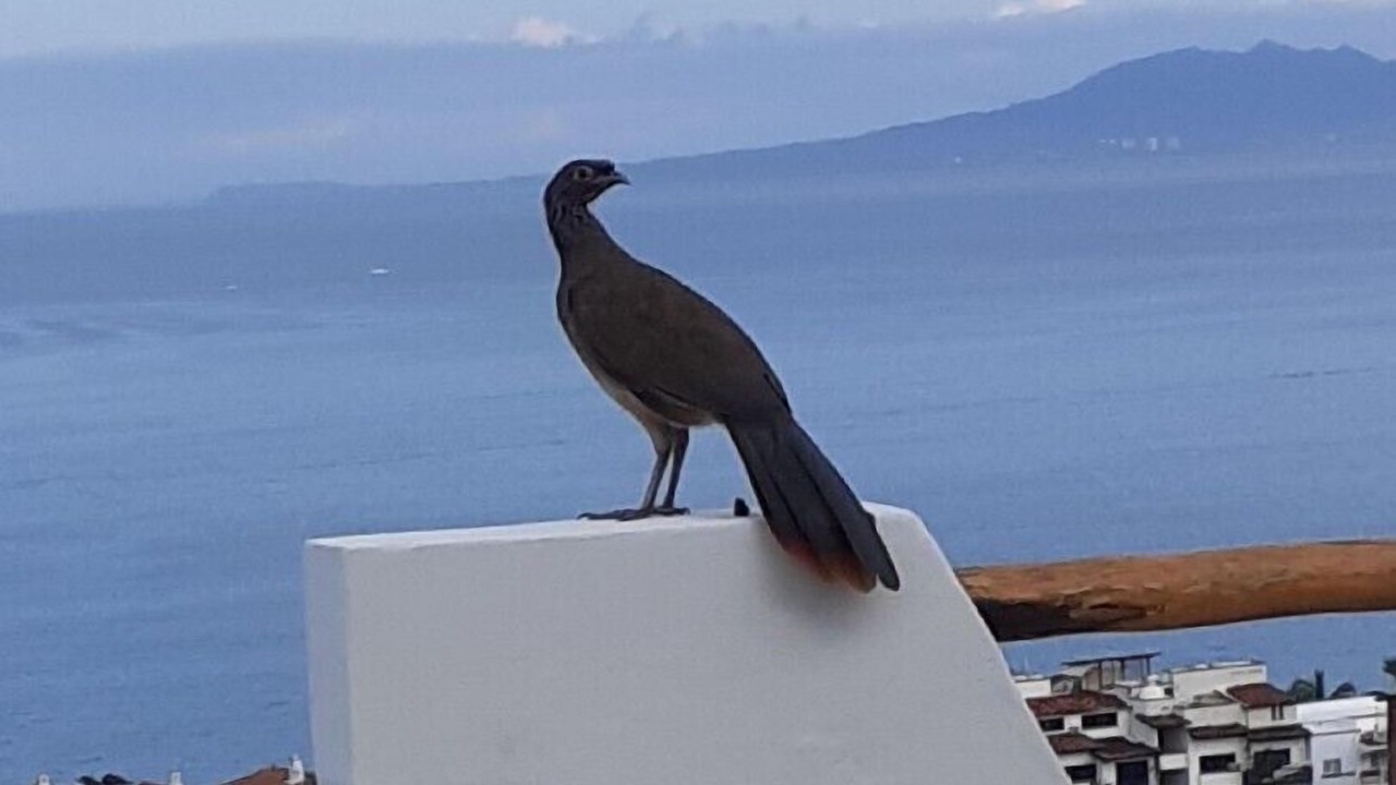 Photo of Others in Downtown Puerto Vallarta