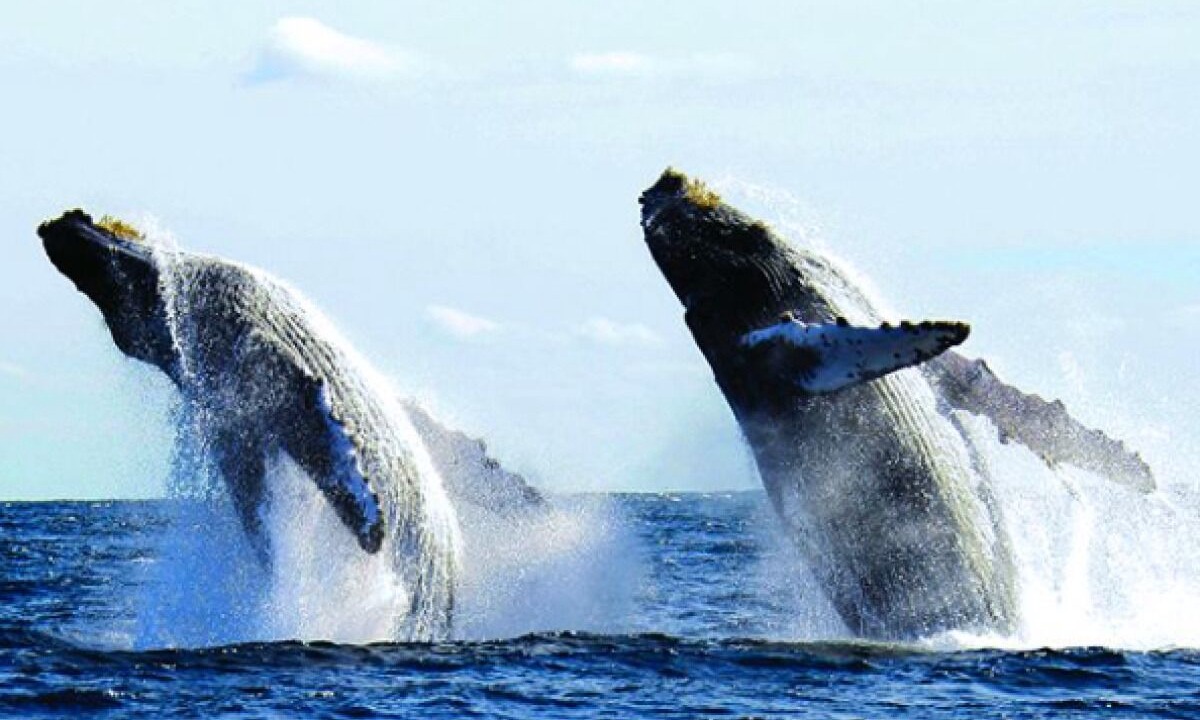 Photo of Others in Marina Vallarta