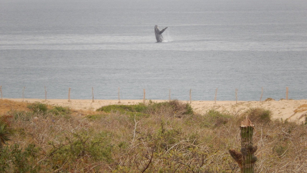 Photo of Outdoor in Todos Santos
