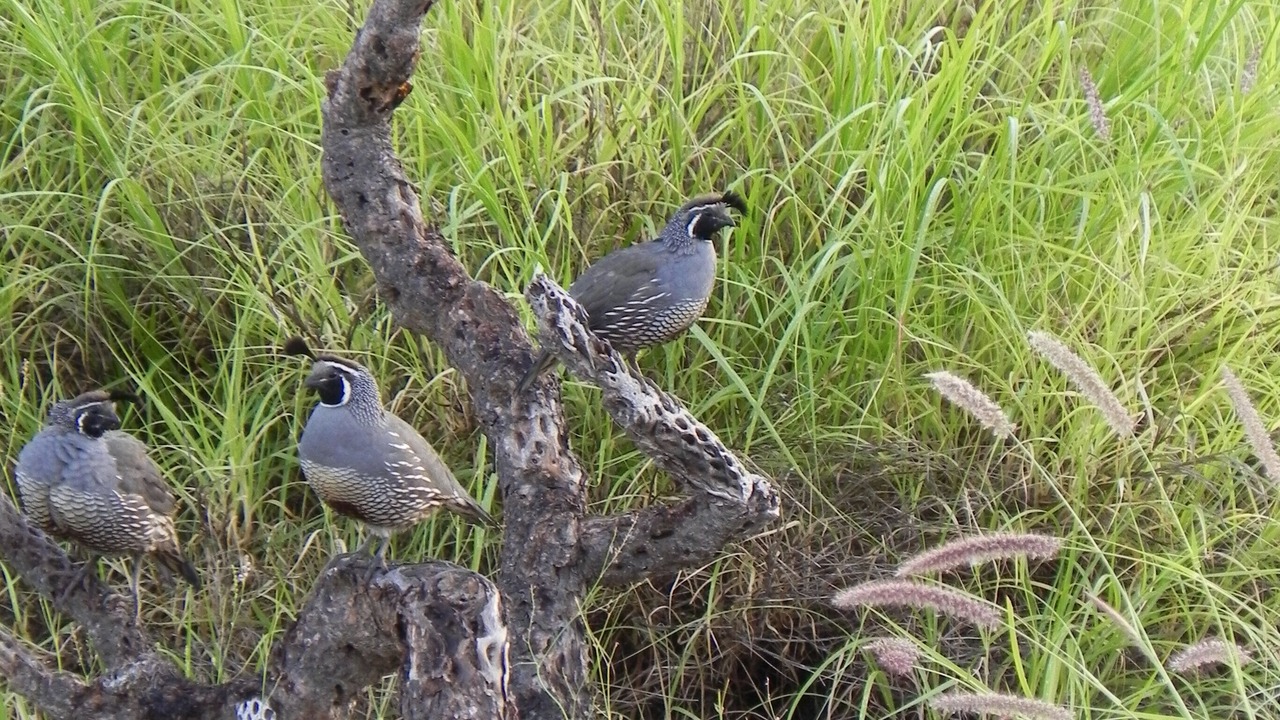 Photo of Outdoor in Todos Santos