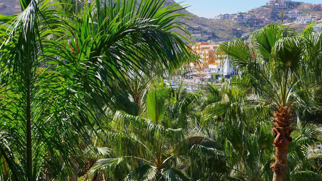 Photo of Others in El Medano Ejidal