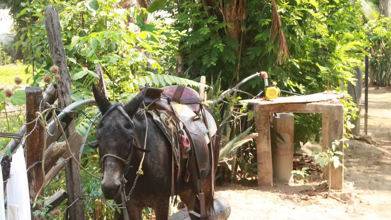 Photo of Others in Yelapa