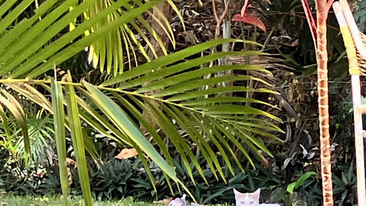 Photo of Outdoor in Boca de Tomatlan