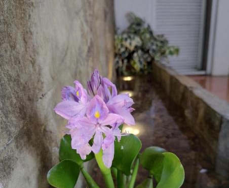 Hotel Magnolia cuetzalan